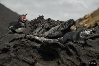 Penguins