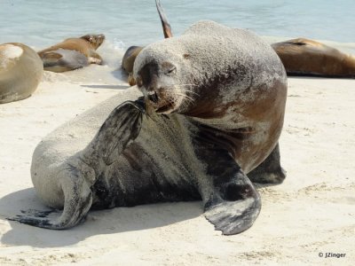 Sea Lions