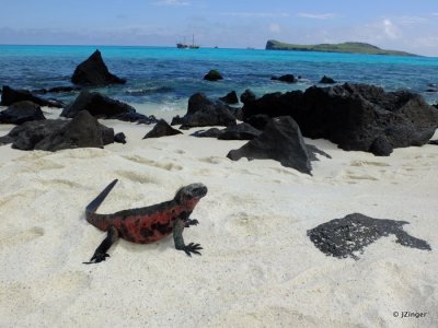 Marine Iguana, Gardner Bay, Espanola Island