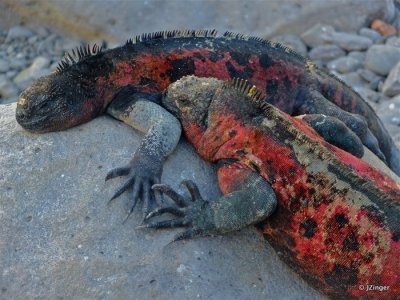 Marine Iguanas
