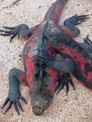Marine Iguanas