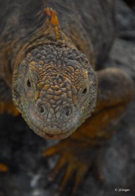 Land Iguana, South Plaza