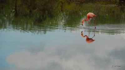 Flamingo, Cerro Dragon 