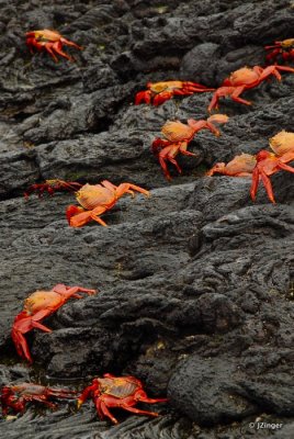 Galapagos Islands, Ecuador