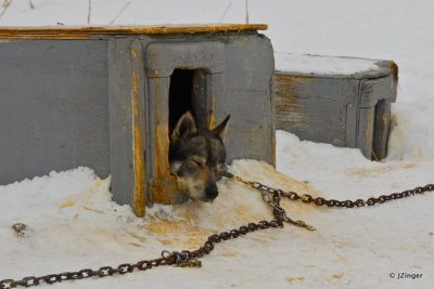 Sled Dog, Yellowknife