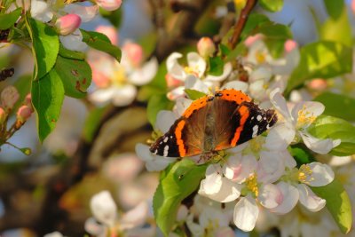 Red Admiral On Flowering Crab Apple Blossoms