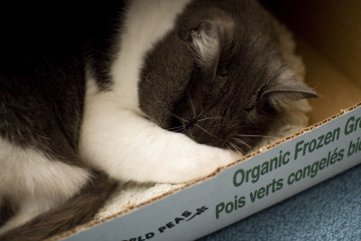 organic cat