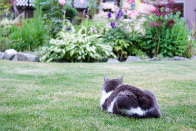 cat guarding the yard