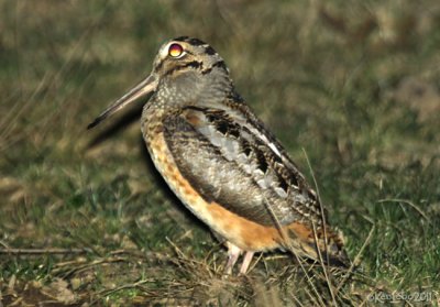 American Woodcock