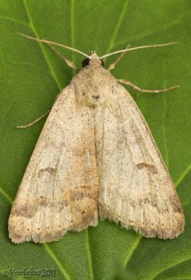 Common Oak Moth Phoberia atomaris #8591