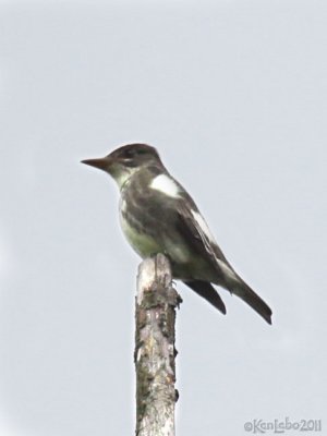 Olive-sided Flycatcher