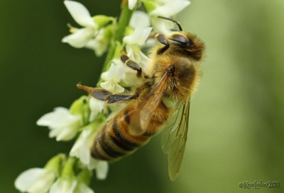 Honey Bee Apis mellifera