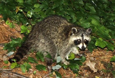 Northern Raccoon