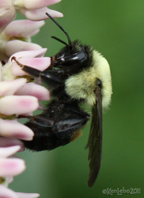 Brown Belted Bumble Bee Bumbus griseocollis