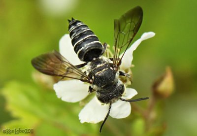 Flower Fly Temnostoma balyras