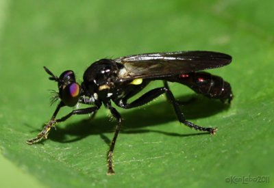 Robber Fly Eudioctria albius