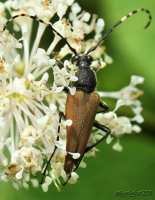 Longhorned Beetle Brachyleptura rubrica