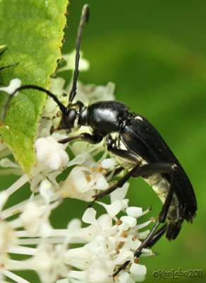 Longhorned Beetle Typocerus lugubris