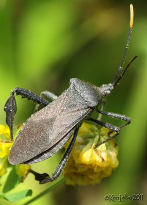 Leaf-footed Bug Acanthocephala sp.