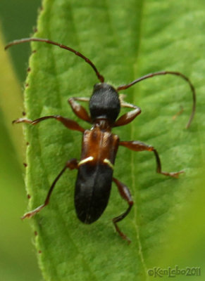 Longhorned Beetle Euderces picipes