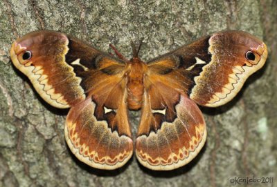 moths 5 Giant Silk 7182 - 8032
