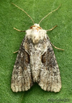 Double Lobed Moth Lateroligia ophiogramma #9385.1