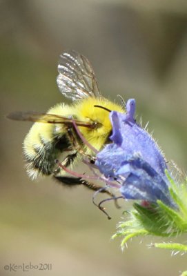 Yellow Bumble Bee Bumbus fervidus