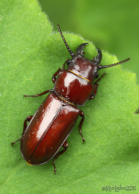 Pole Borer Beetle Neandra brunnea