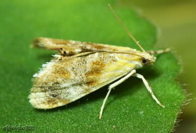 Julia's Dicymolomia Moth Dicymolomia julianalis #4889