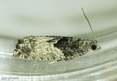 Poplar Branchlet Borer Moth Epinotia nisella #3306