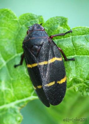 Two-lined Spittlebug