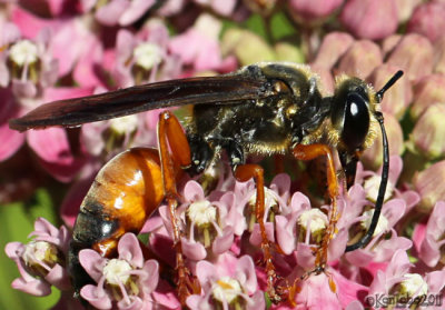 Great Golden Digger Sphex ichnumoncus