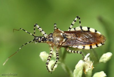 Assassin Bug