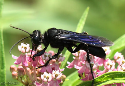 Great Black Wasp Sphex pennsylvanicus