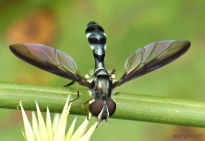 Flower Fly Pelecinobaccha costata