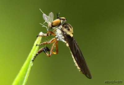 Robber Fly Holcocephala fusca