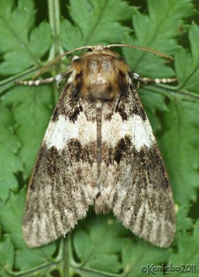 Black Zigzag Moth Panthea acronyctoides #9177