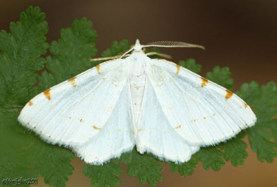 Lesser Maple Spanworm Moth Speranza pustularia #6273