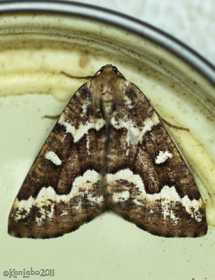 Gray Spruce Looper Moth Caripeta divisata #6863