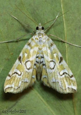 Pondside Pyralid Moth Elophila icciusalis #4748