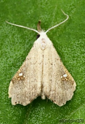 White-spotted Redectis Moth Redectis vitrea #8401