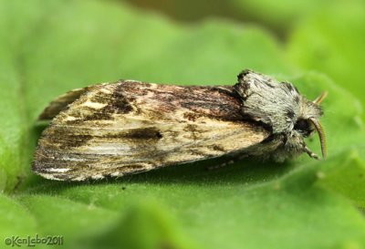 White-streaked Prominent Oligocentria lignicolor #8017