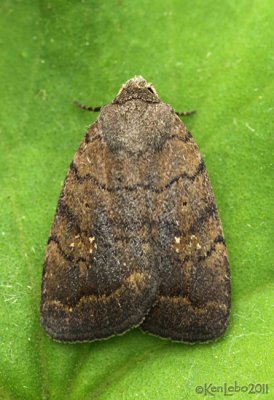 The Slowpoke Moth Athetis tarda #9650