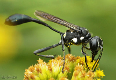 Solitary Wasp Eremnophila aureonotata