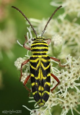 Locust Borer Longhorned Beetle
