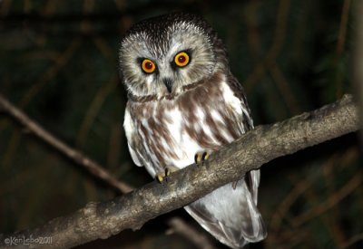 Saw-whet Owl