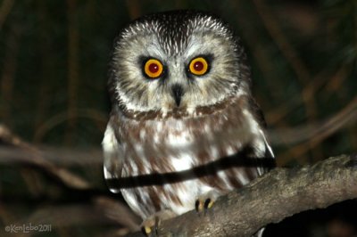 Saw-whet Owl