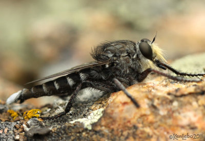 Robber Fly Promachus albifacies