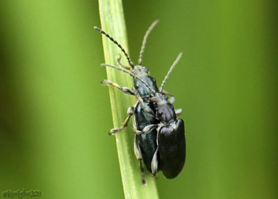 Leaf Beetles subfamily Donaciinae
