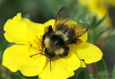 Bumble Bee Bombus fervidus worker